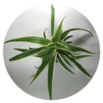 chlorophytum_pour_lumipouss